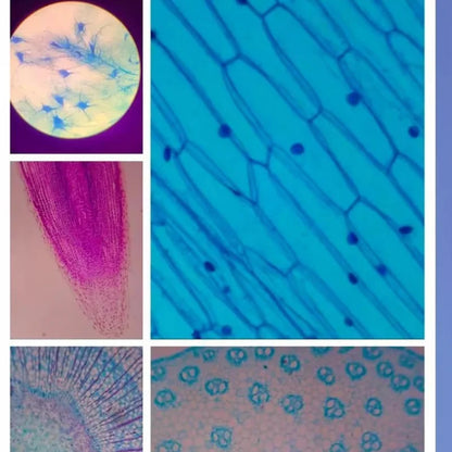 Microscopio as seen on facebook