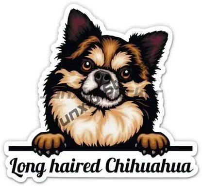 Smiling Chihuahua Mum