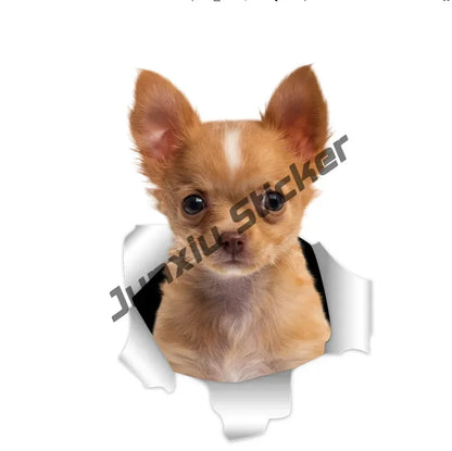 Smiling Chihuahua Mum